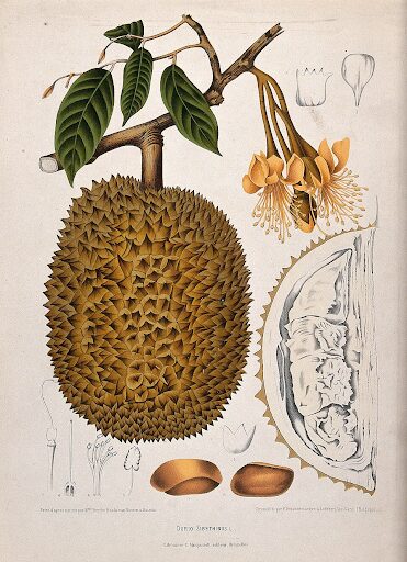 Durian (Durio zibethinus L.), flowering and fruiting branch, © CC BY 4.0, via Wikimedia Commons