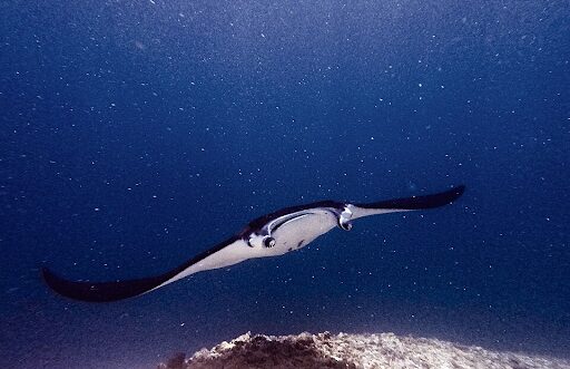 Manta ray swimming with undulating fin motion, illustrating adaptive biological movement, © Shiraditla, CC BY-SA 4.0, via Wikimedia Commons
