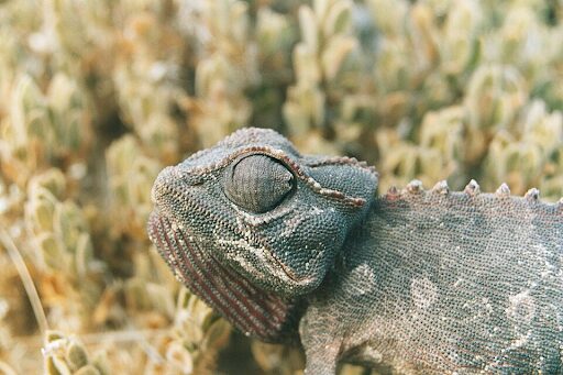 Namaqua Chameleon in Namib Desert as an example of biological thermoregulation through adaptive colour change, © Duncan Wright, CC BY-SA 3.0, via Wikimedia Commons